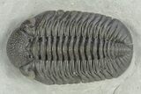 Prone Eldredgeops Trilobite - Sylvania, Ohio #257540-1